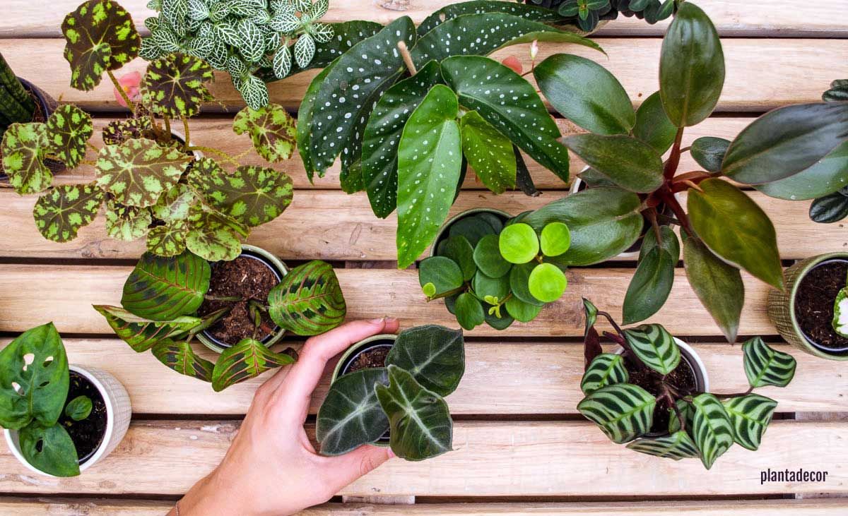 plantas jovenes de interior y exterior plantadecor
