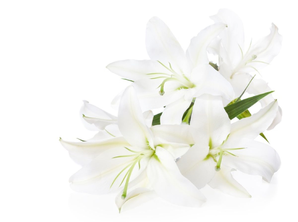 Los lirios son un complemento ideal para cualquier ramo o arreglo de boda