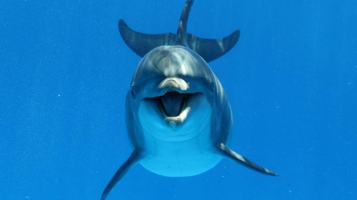 animales usan herramientas delfin