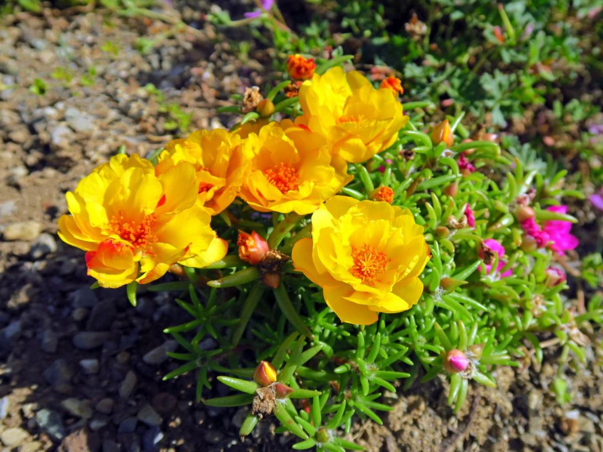 Portulaca grandiflora.