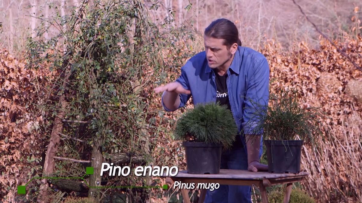 brico 939 3 coniferas forma esferica pinus mugo varella