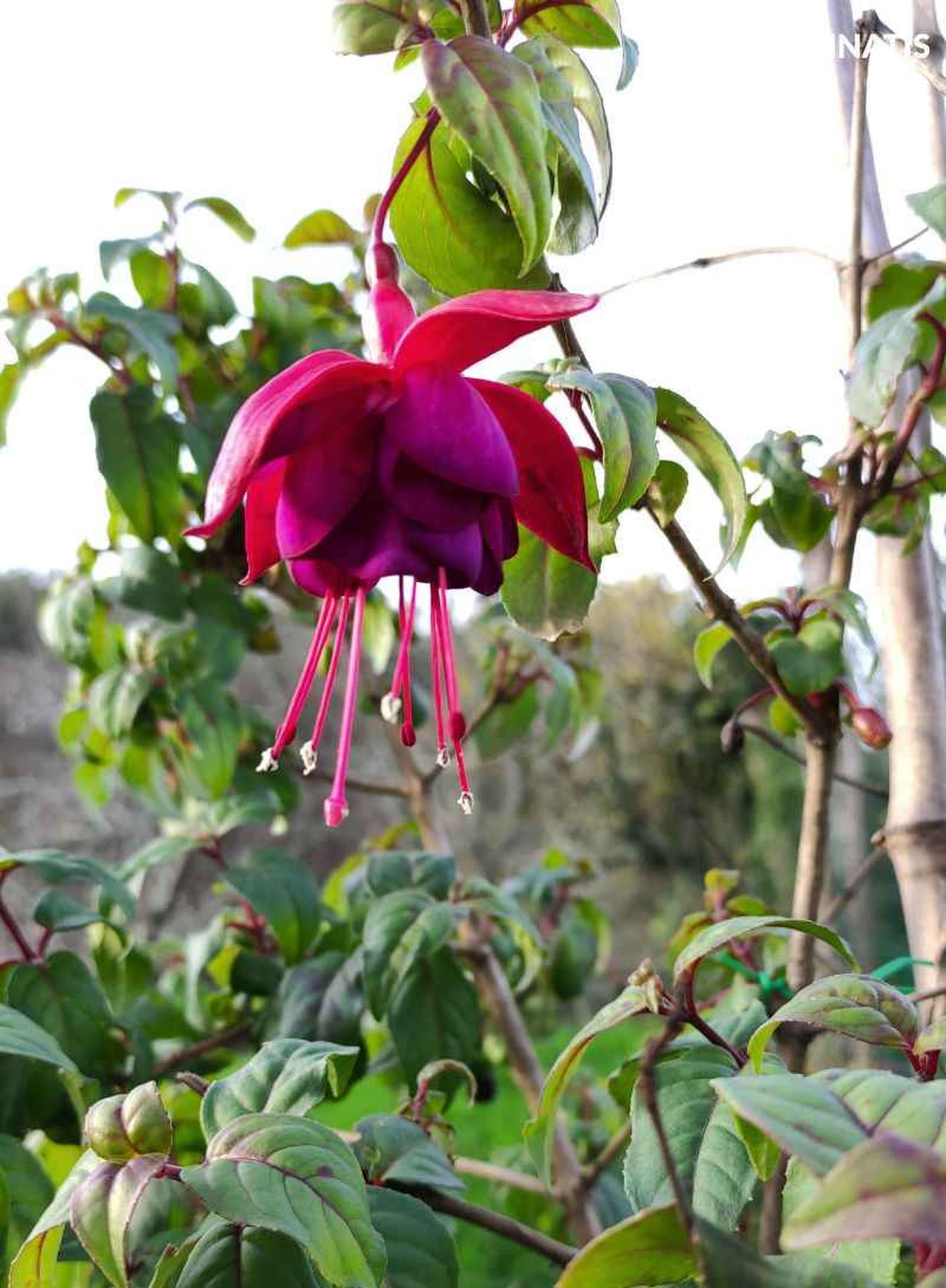 Fucsias