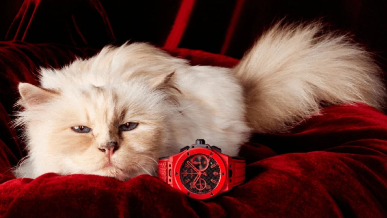 Choupette en su última campaña de publicidad