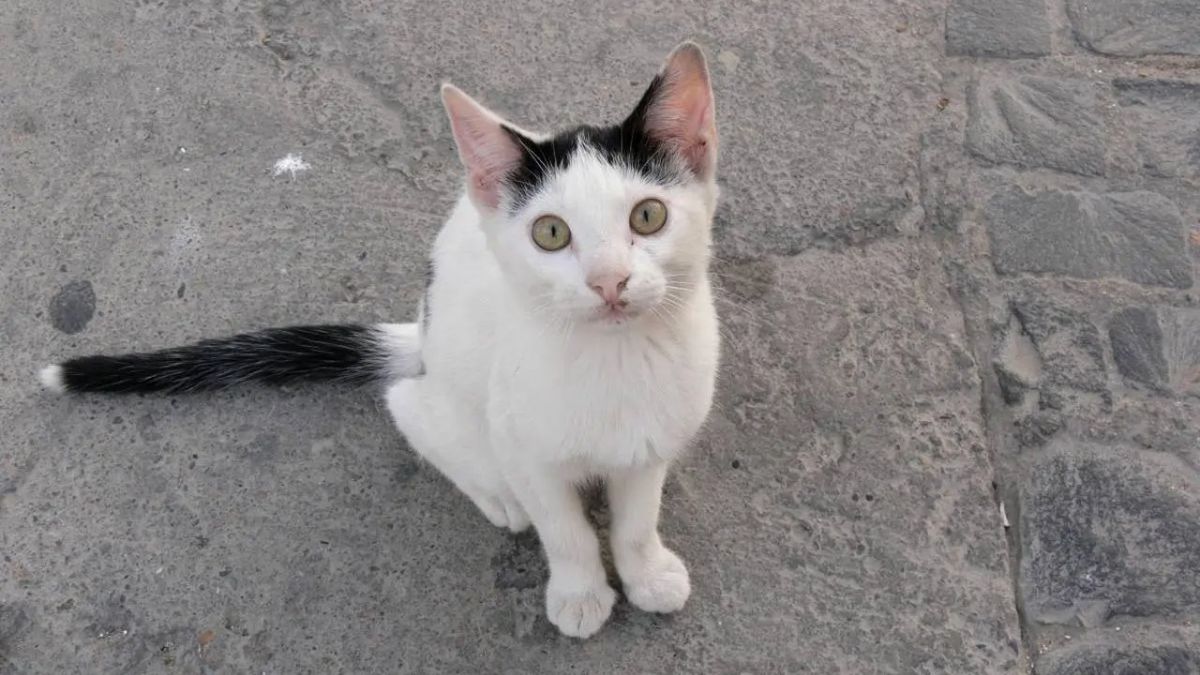 toxoplasmosis en gatos ok