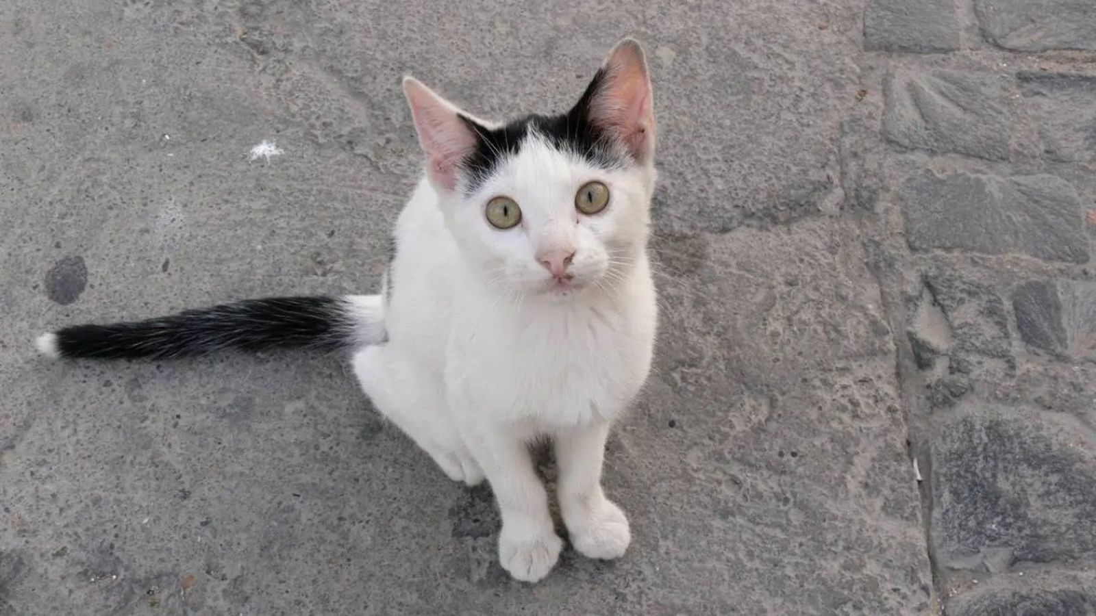 toxoplasmosis en gatos ok