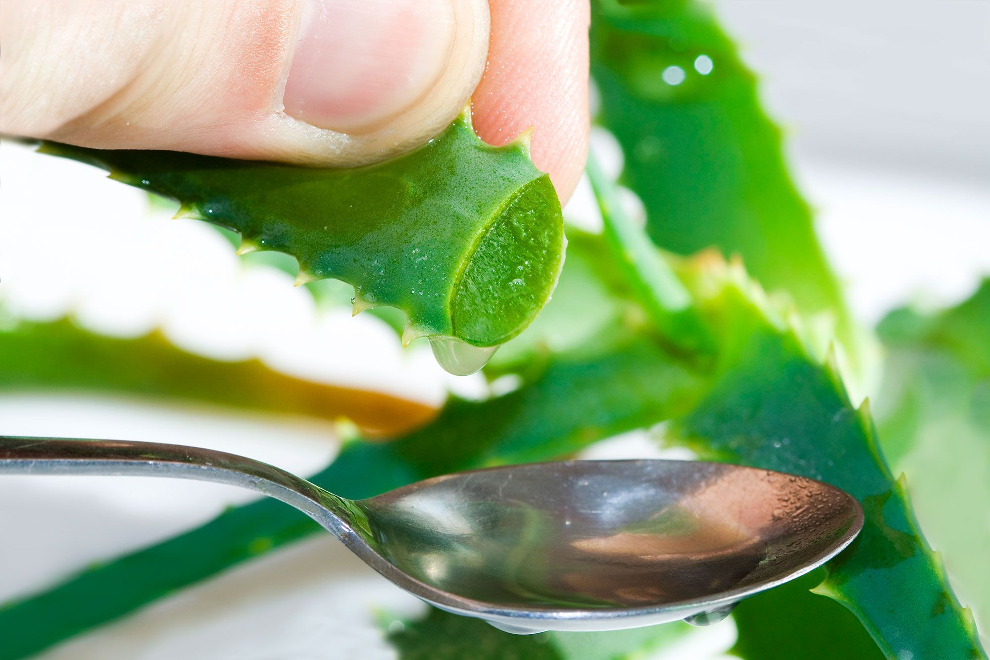 salud gel planta aloe vera