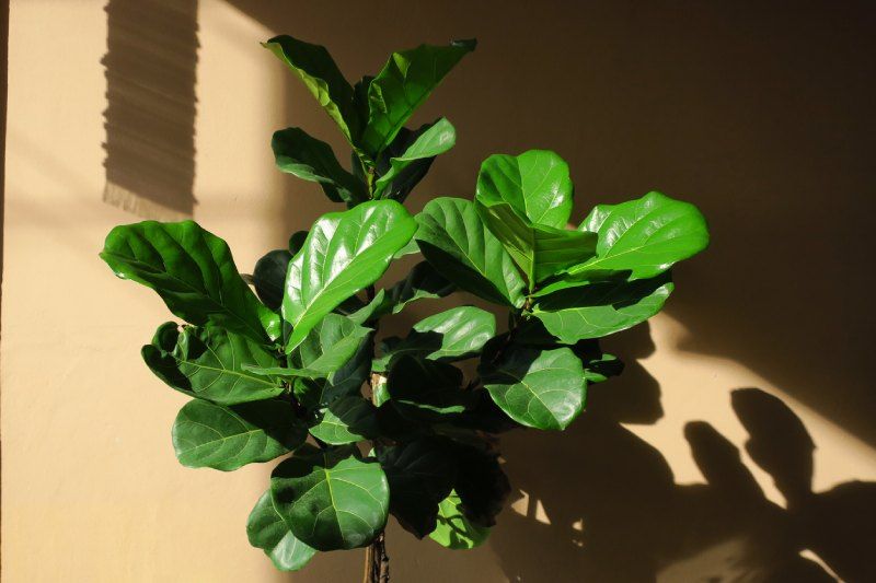 Higuera de hoja de violín