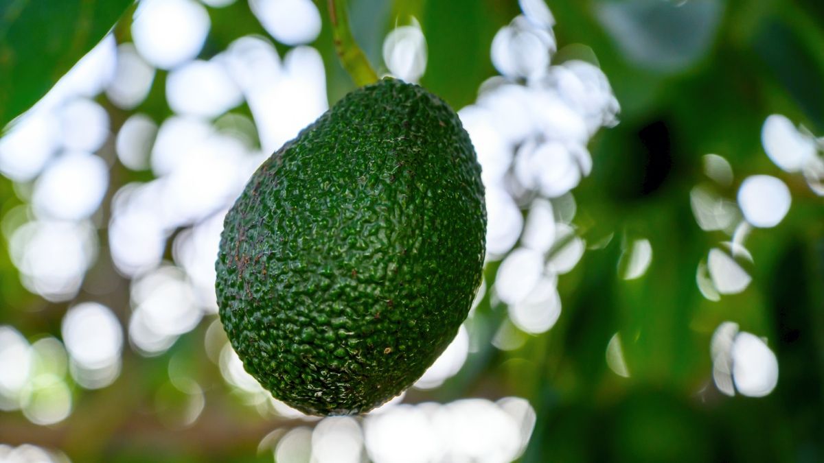 Descubre cuál es el único aguacate español que cuenta con IGP de la Unión Europea