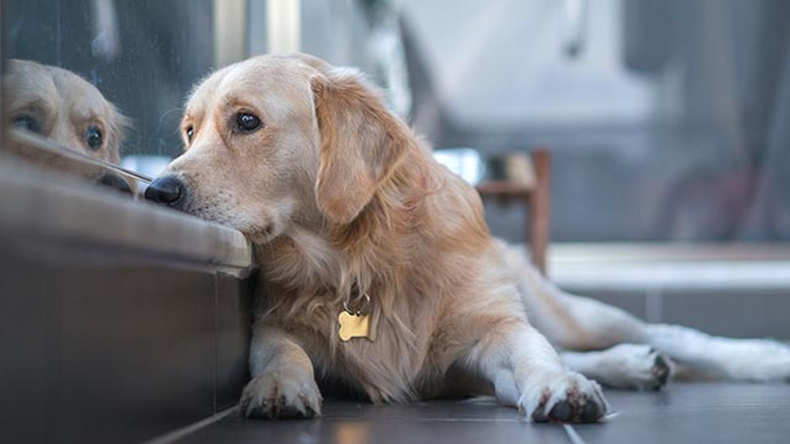perros tristes por duelo 2