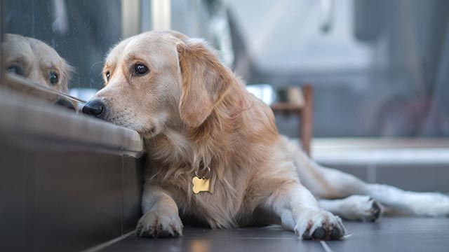 perros tristes por duelo 2