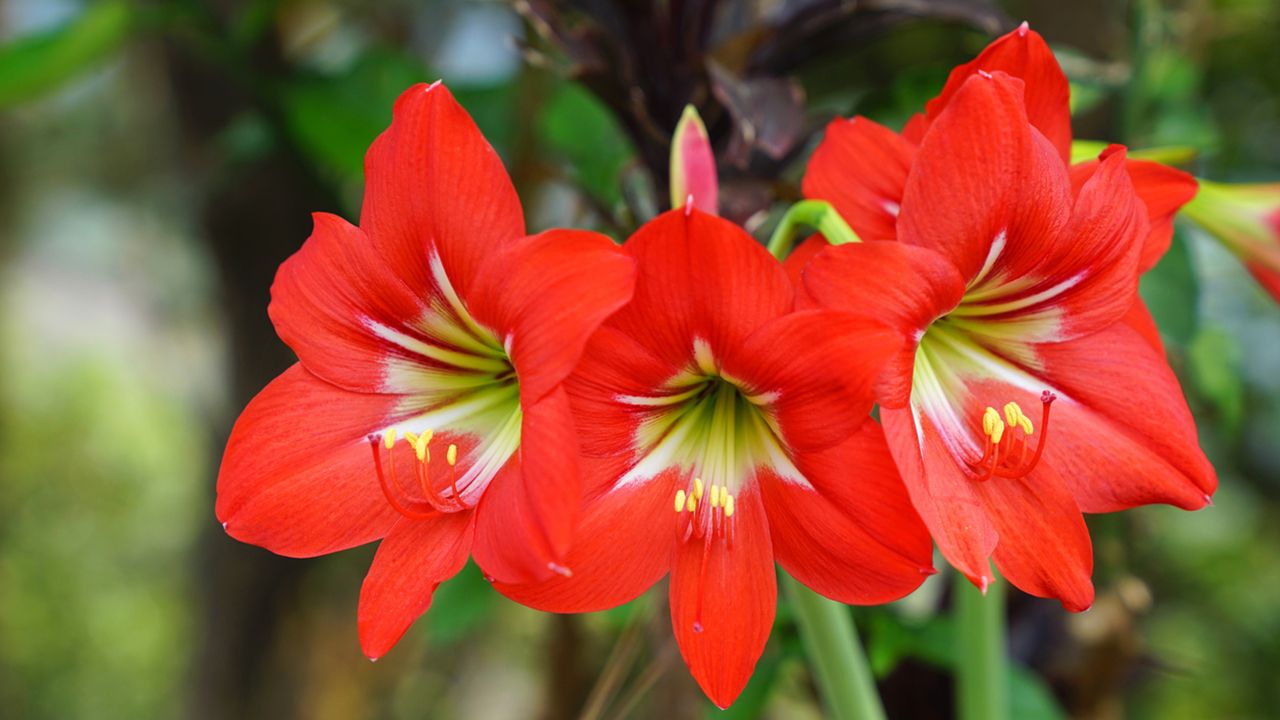 Amaryllis caracteristicas cuidados