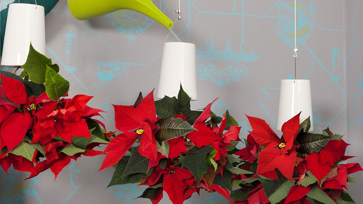 Macetas colgantes con Flor de pascua   paso 4