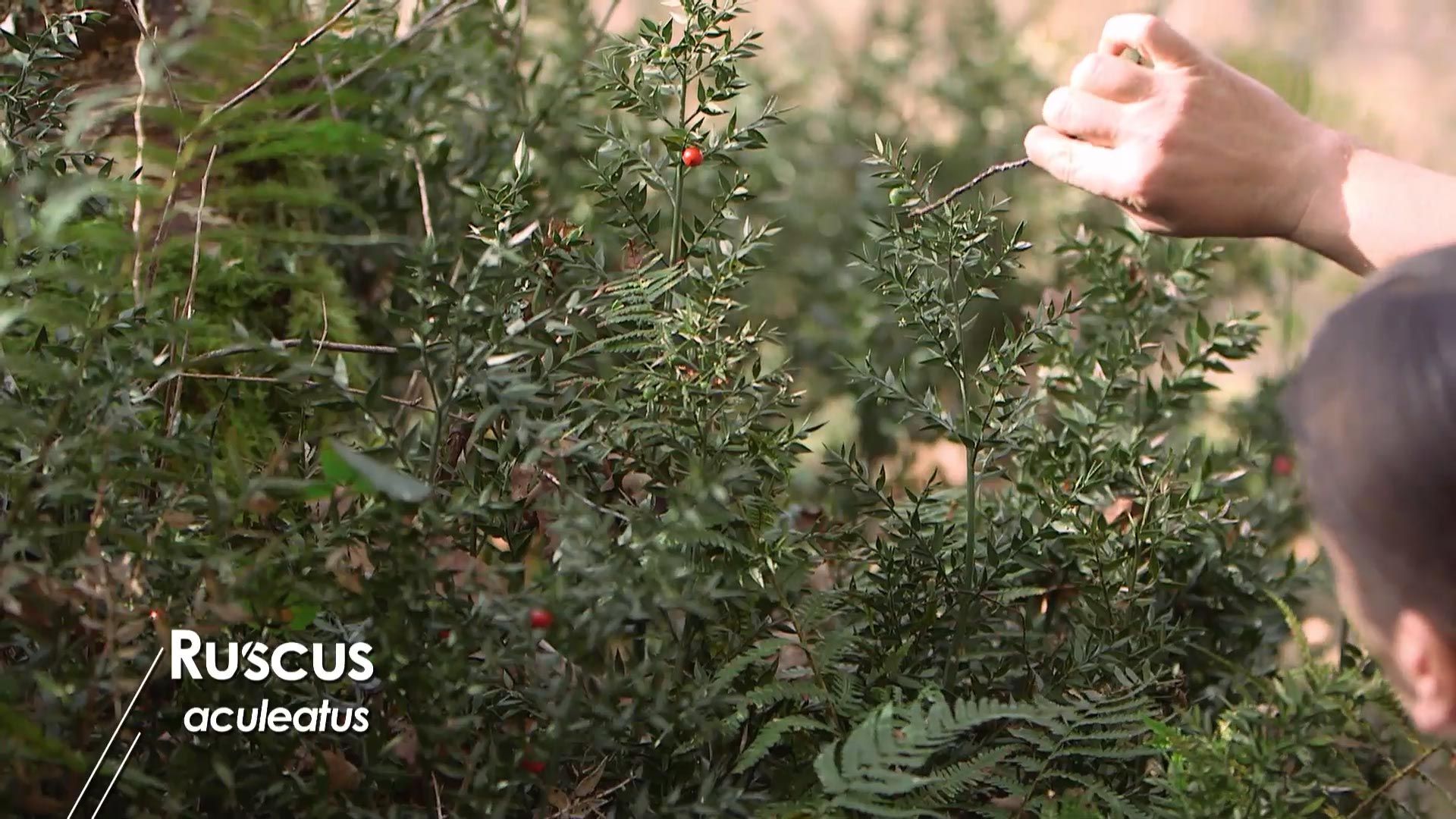 975 jardineria rusco aculeatus hojas