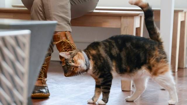 catcafe