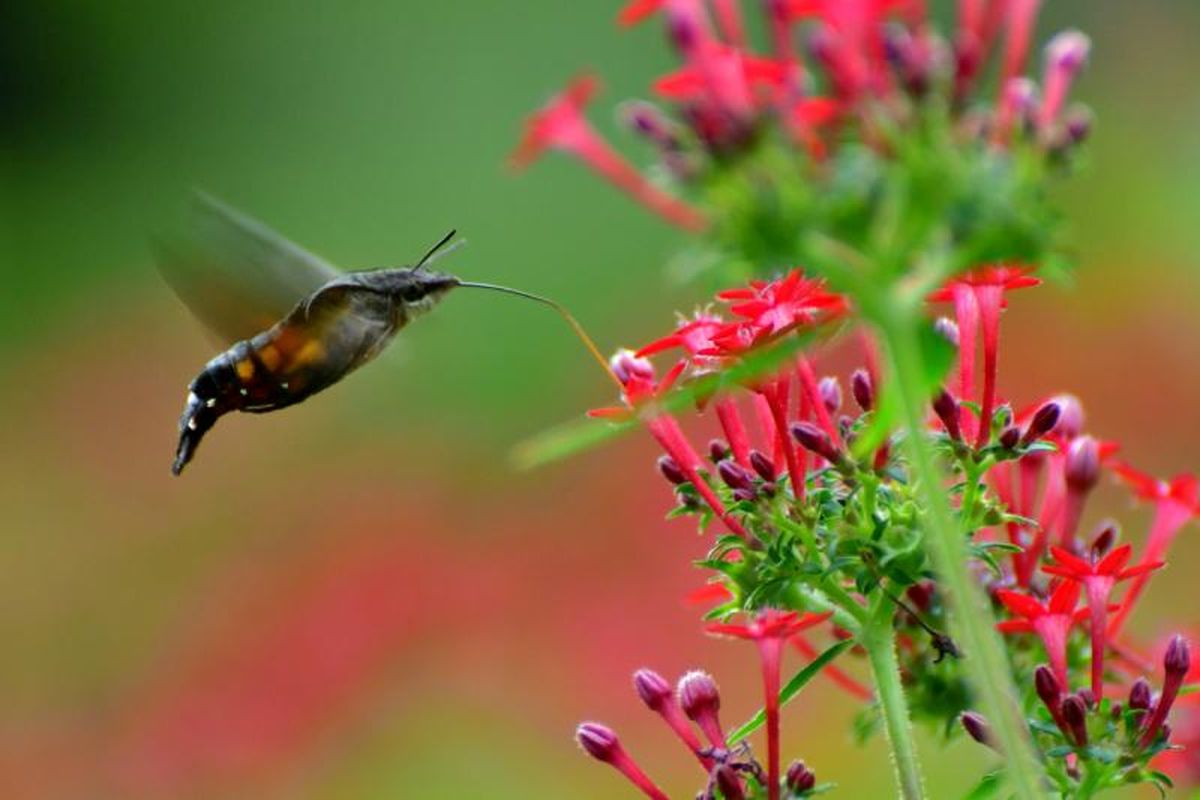 La Pentas lanceolata es una planta melífera