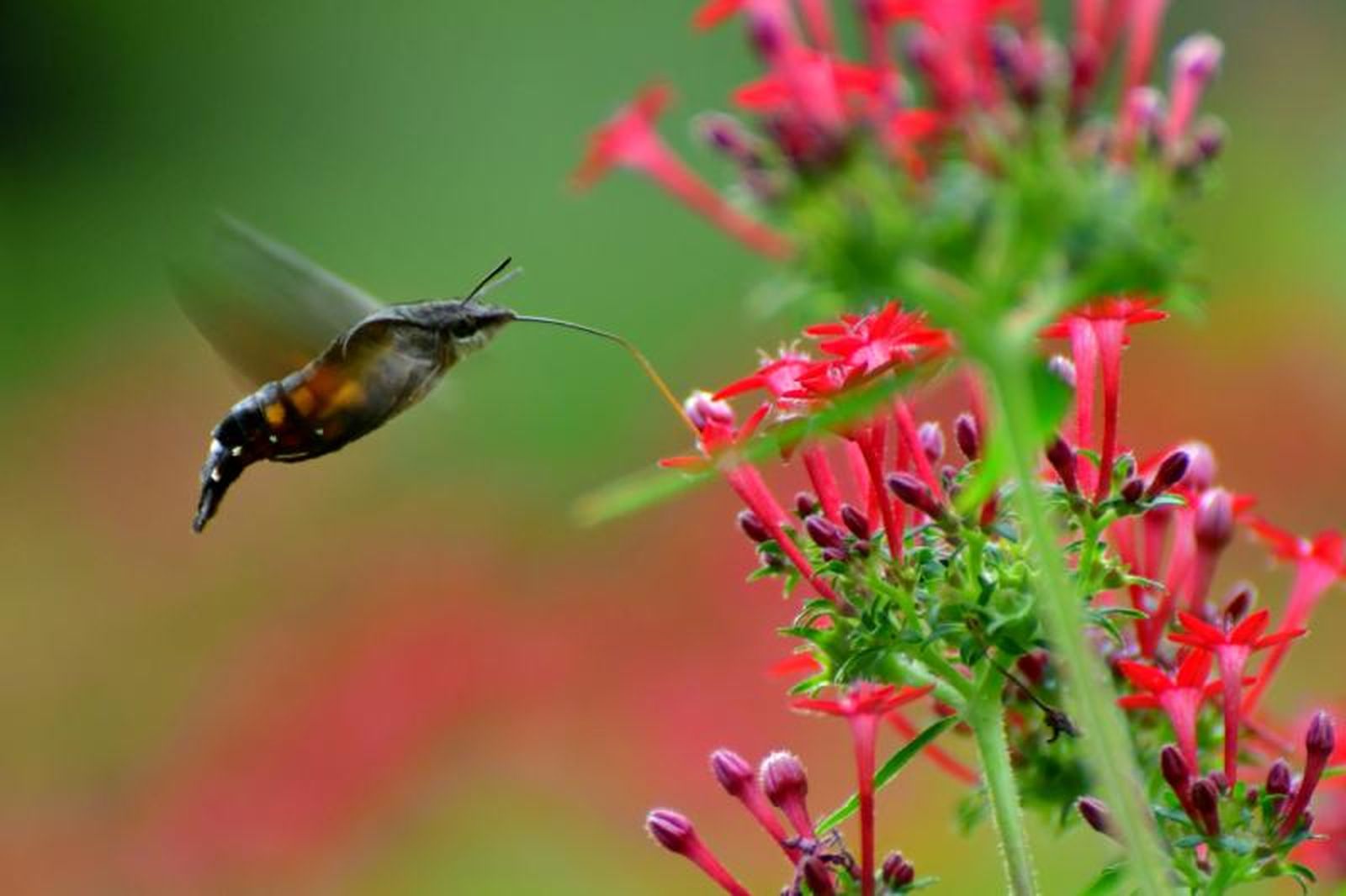 La Pentas lanceolata es una planta melífera
