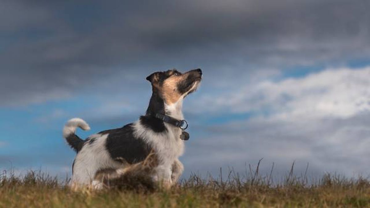 perros miedo ruido truenos tormentas