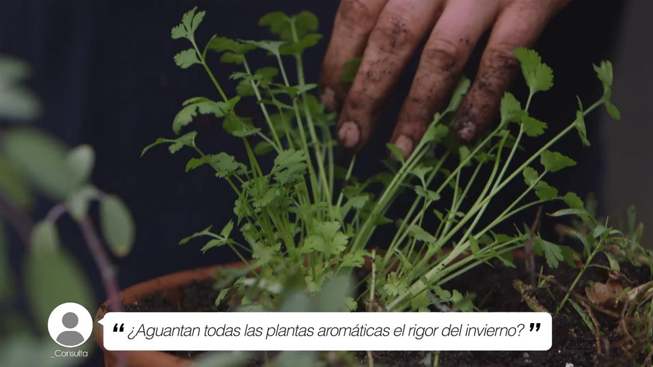brico jardin 1021 briconsulta aguantan aromaticas invierno xl