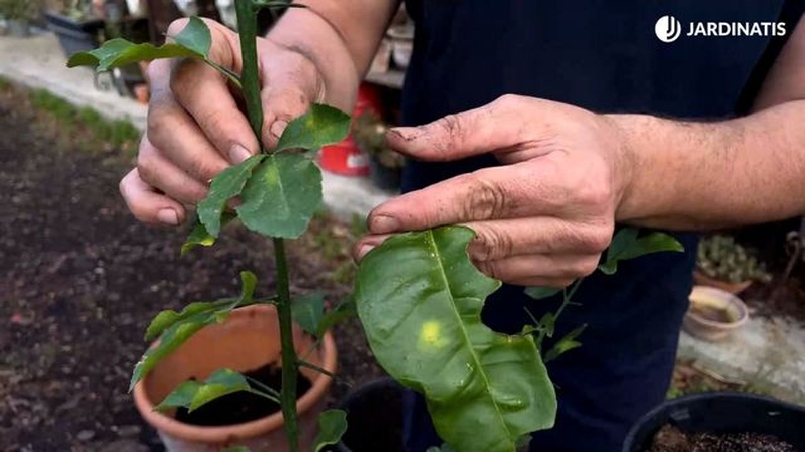 hojas de poncirus trifoliata y citrus x limon