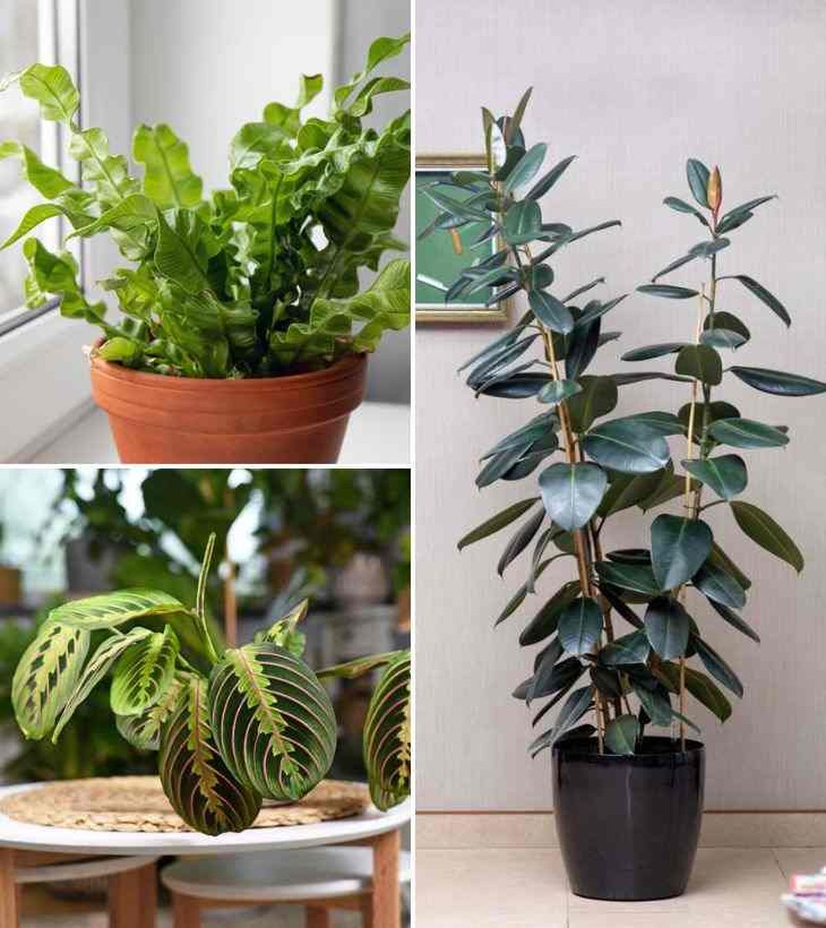 Asplenium nidus maranta leuconeura ficus elastica