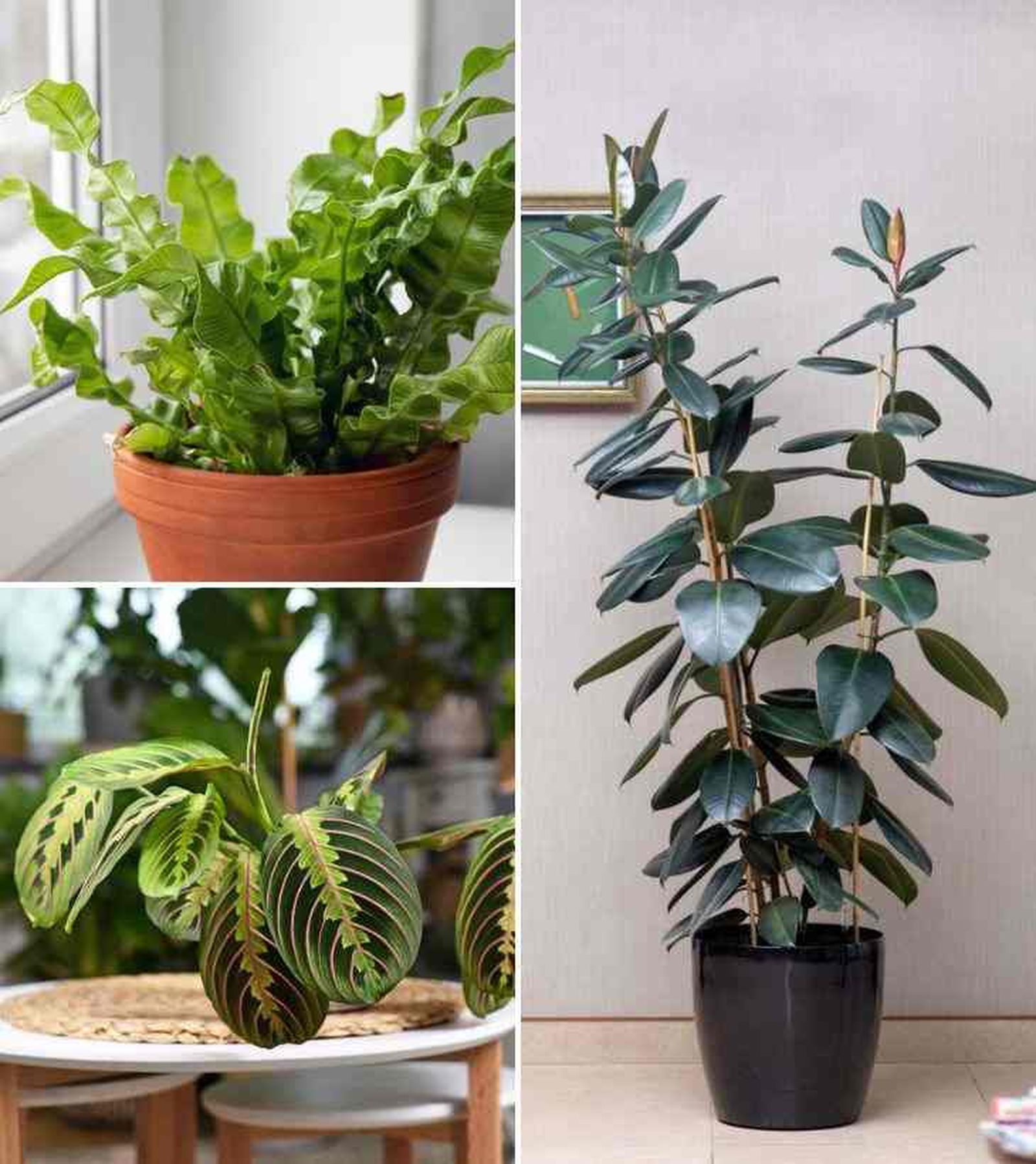 Asplenium nidus maranta leuconeura ficus elastica