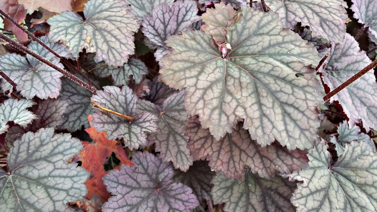 Heucheras