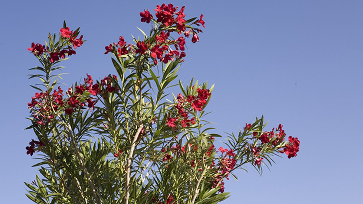 adelfa planta muy toxica