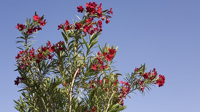 adelfa planta muy toxica