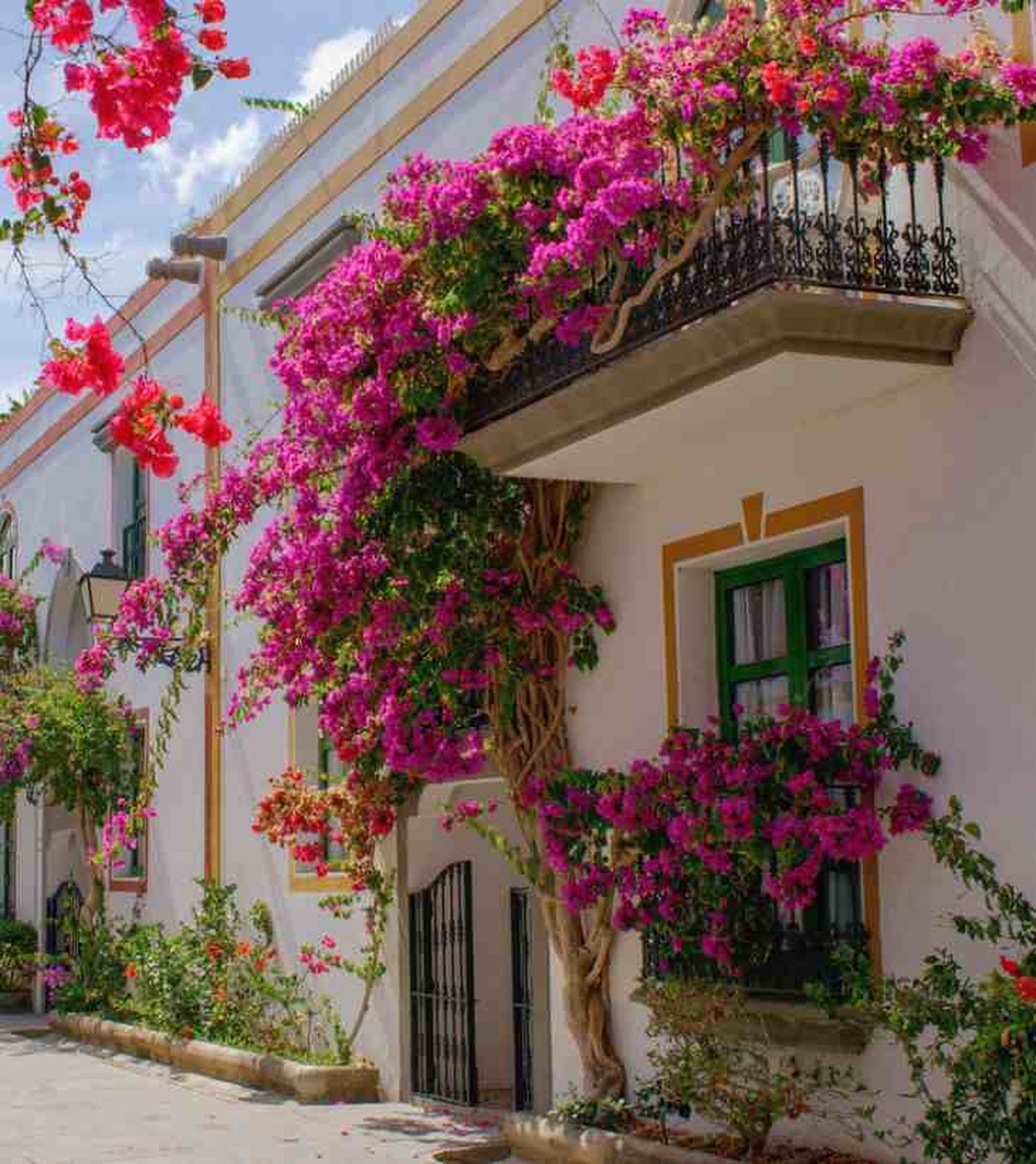 pared de casa con buganvilla