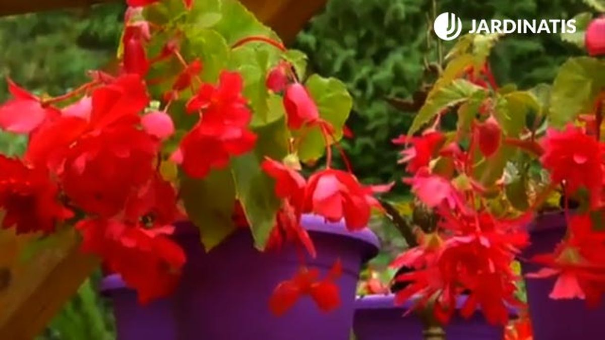 Reutilizar lamparas de araña para maceteros begonias pendula brico jardin