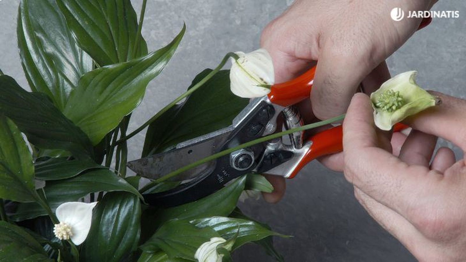 Corta las flores envejecidas