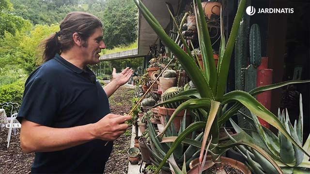 coleccion de cactus suculentas de inigo segurola