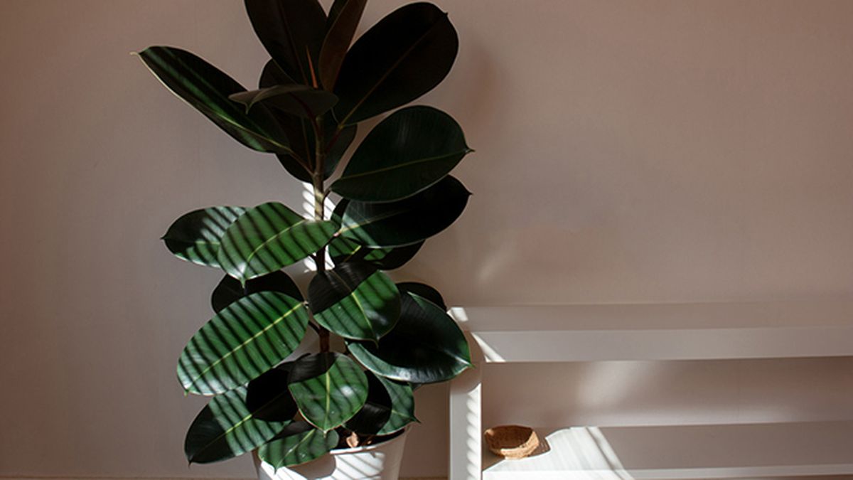 planta caucho ficus robusta refrescar hogar