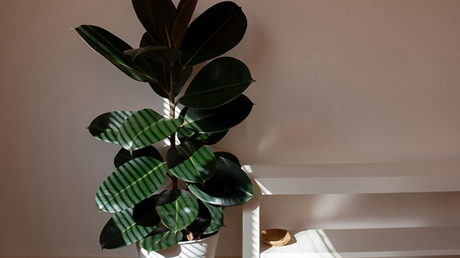 planta caucho ficus robusta refrescar hogar