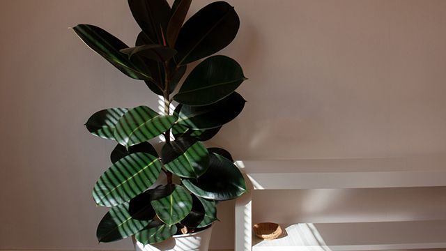 planta caucho ficus robusta refrescar hogar