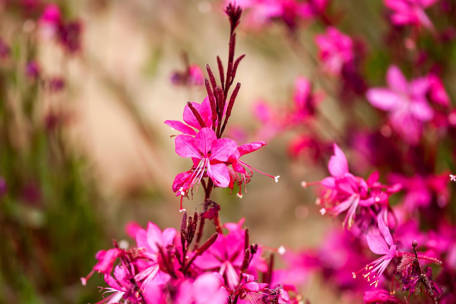 Características y reproducción de la gaura lindheimeri rosa