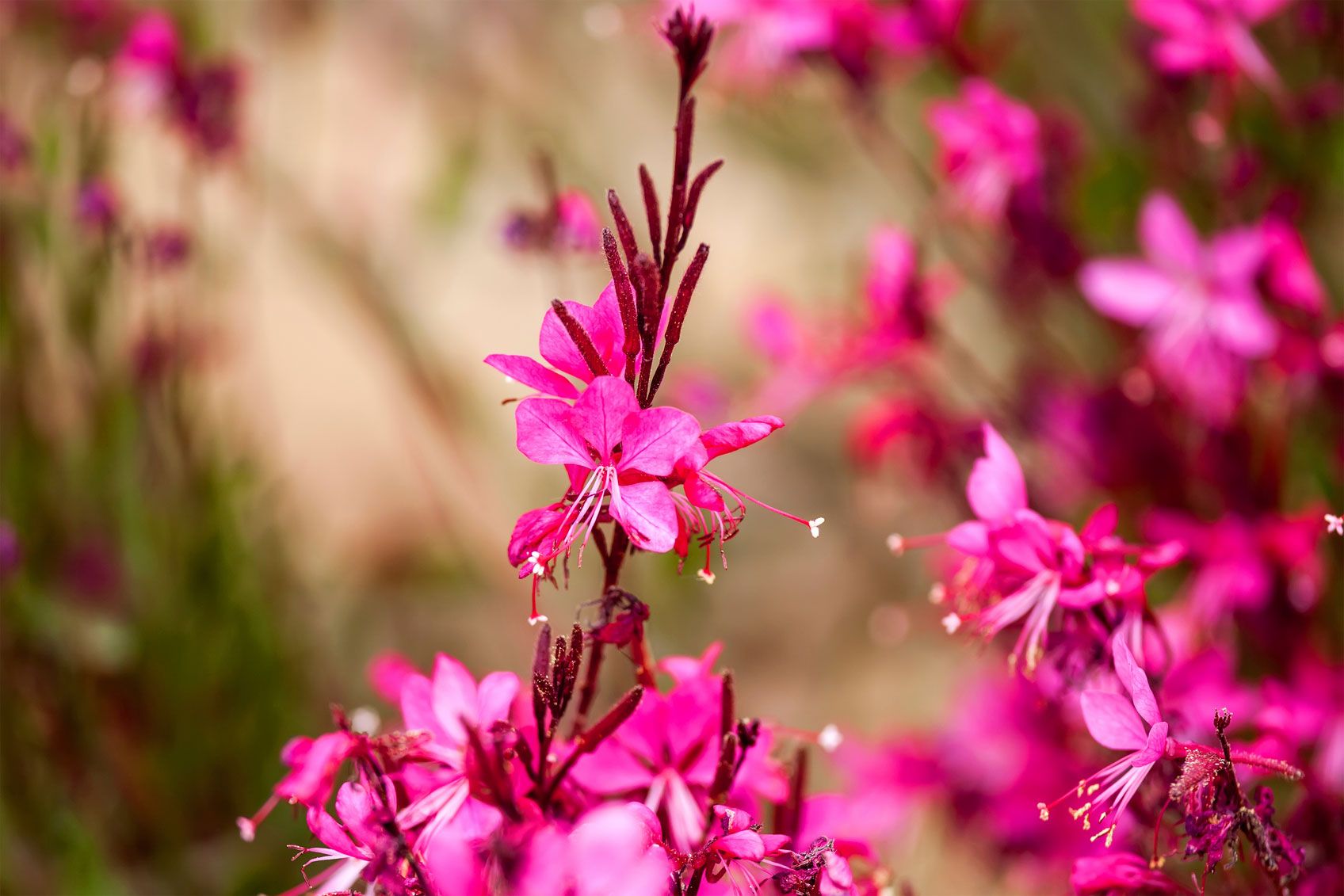 Características y reproducción de la gaura lindheimeri rosa