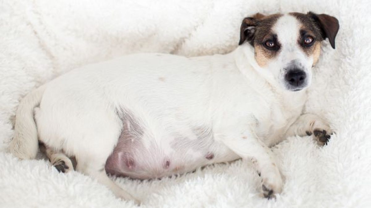 por que mi perro bebe mucha agua 9