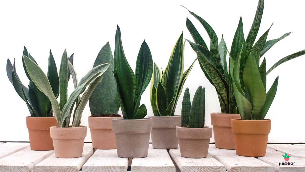 sansevieras plantas poca luz y purificadoras plantadecor