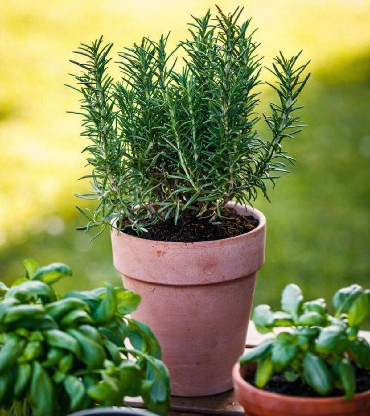 El romero es una planta melífera