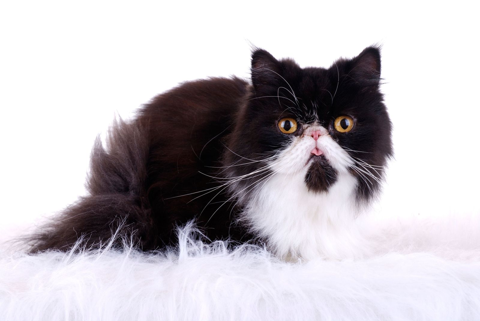 salud gatos persa XL