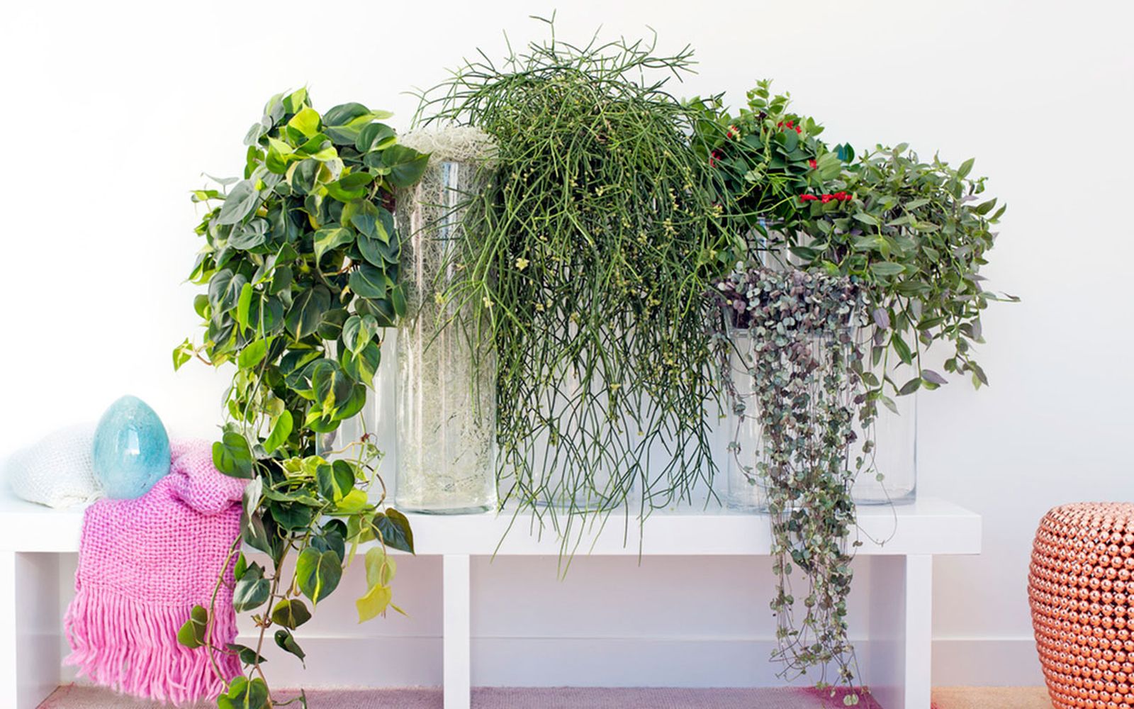 plantas colgantes interior 07