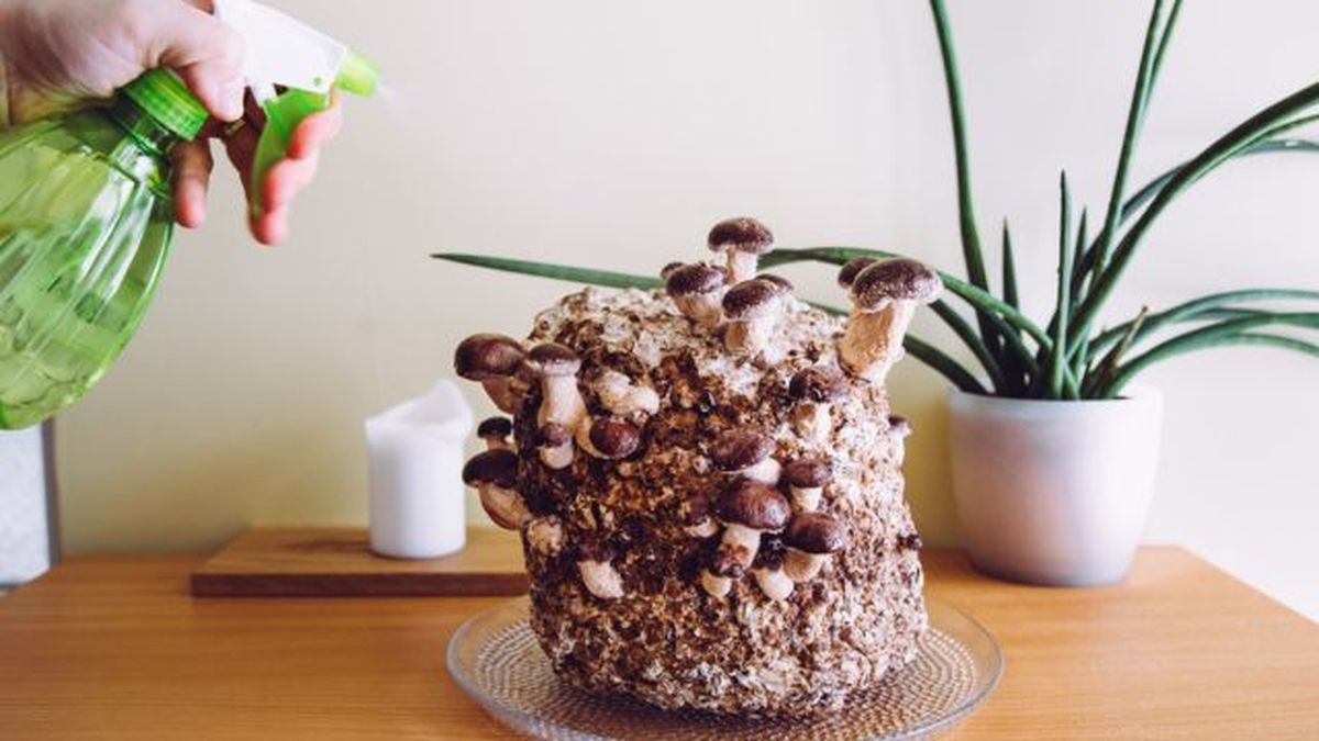 como cultivar setas en casa