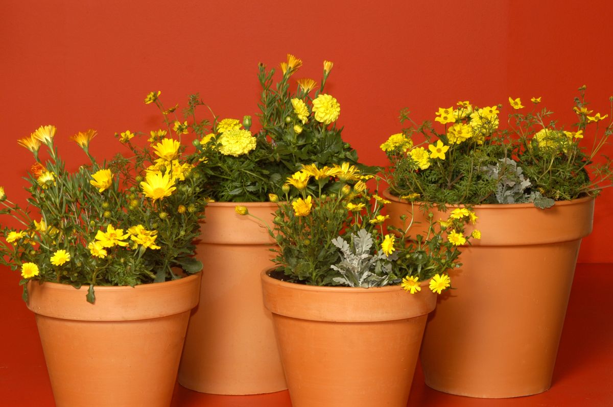 Combinar flores de color amarillo