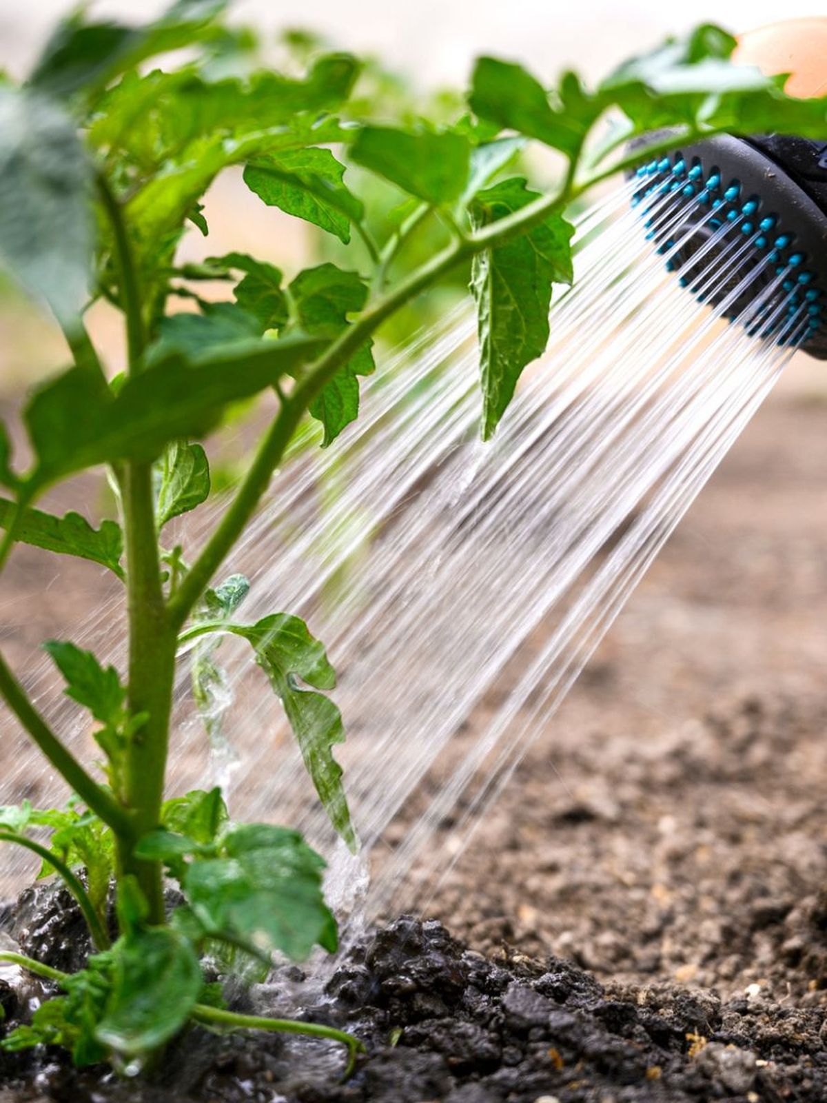 riego de planta de tomate en la huerta