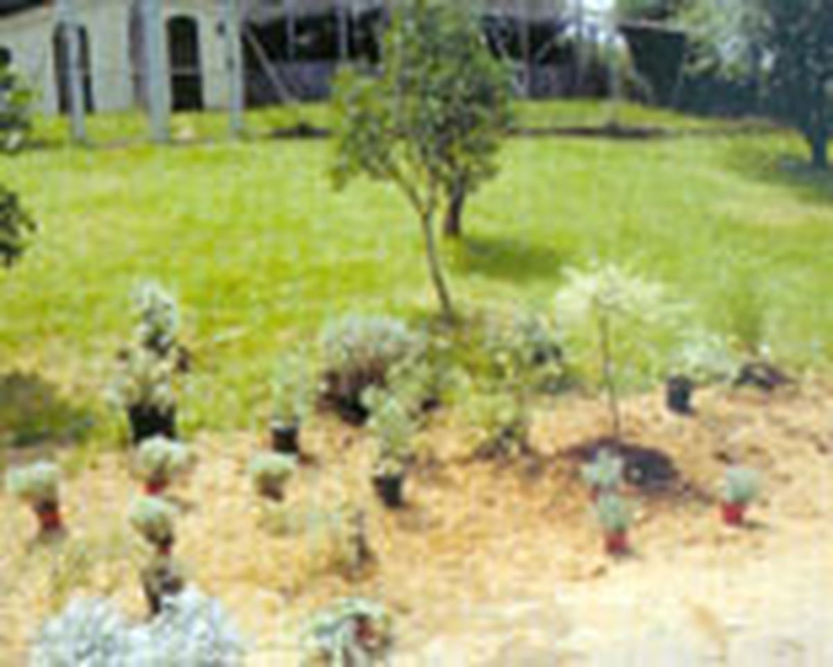 parterre arbustos follaje gris 5