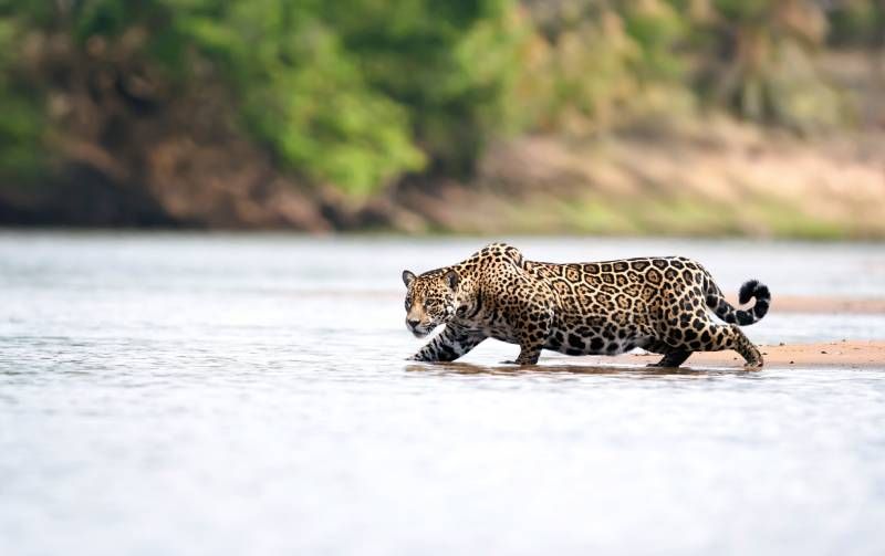 Un jaguar alcanza la misma alrededor de los 2 o 3 años.