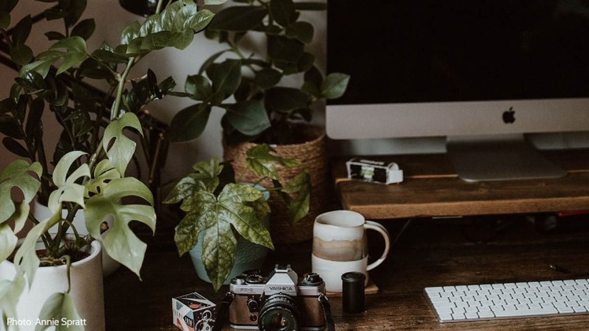 Plantas en un escritorio entre las que destacan una Monstera y una Zamioculca Zamiifolia