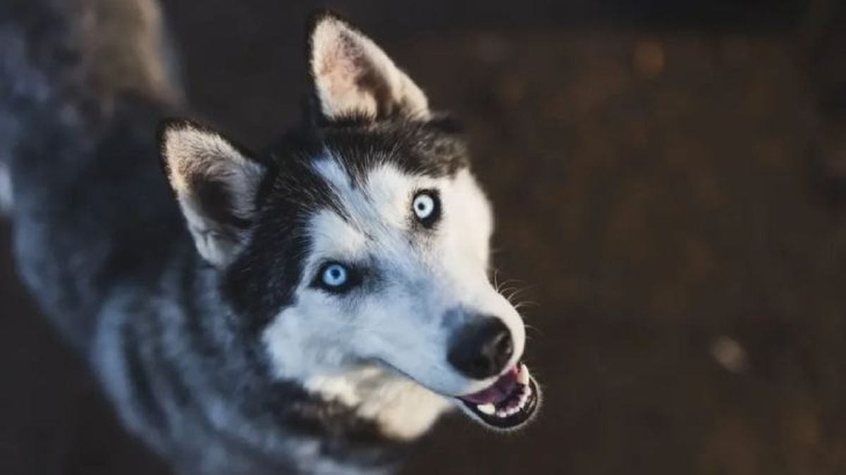 nombres para perros husky 5