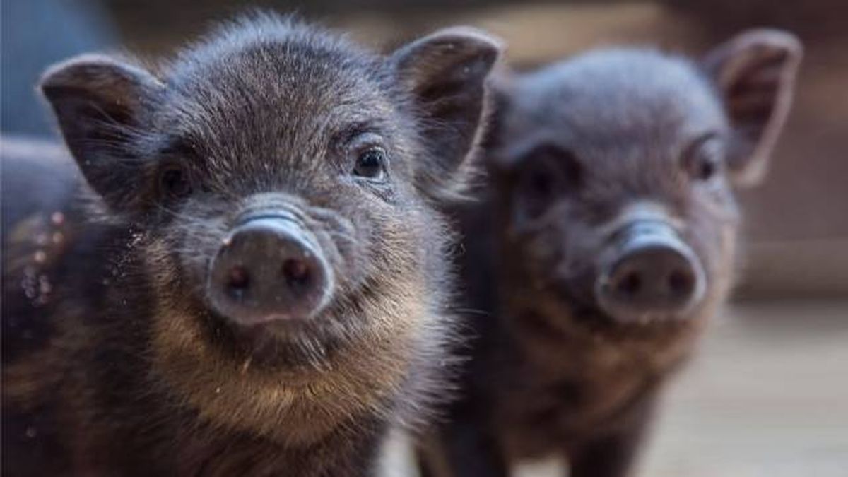 especies exoticas invasoras espana cerdo vietnamita